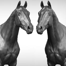 Atlantic Salmon Fish